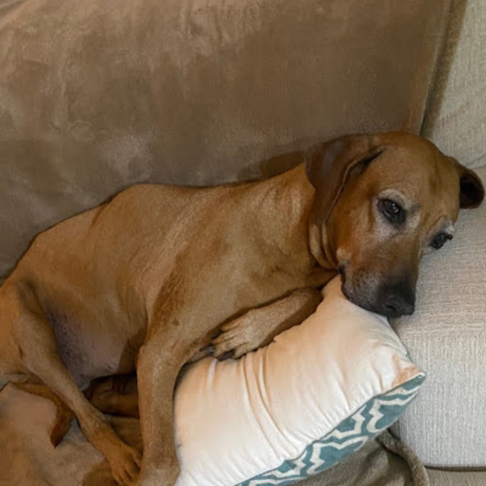 Meet your Posher, Anne